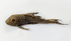 Hypostomus