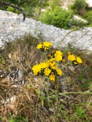 Pilosella cymosa cymosa