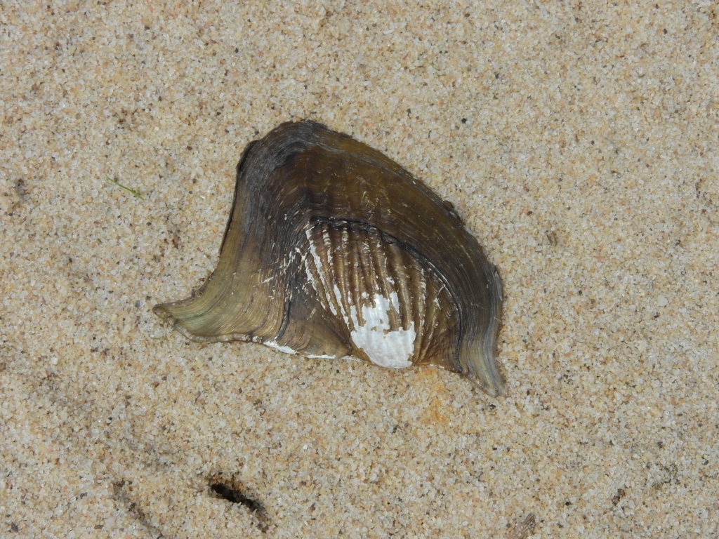 Triplodon corrugatus