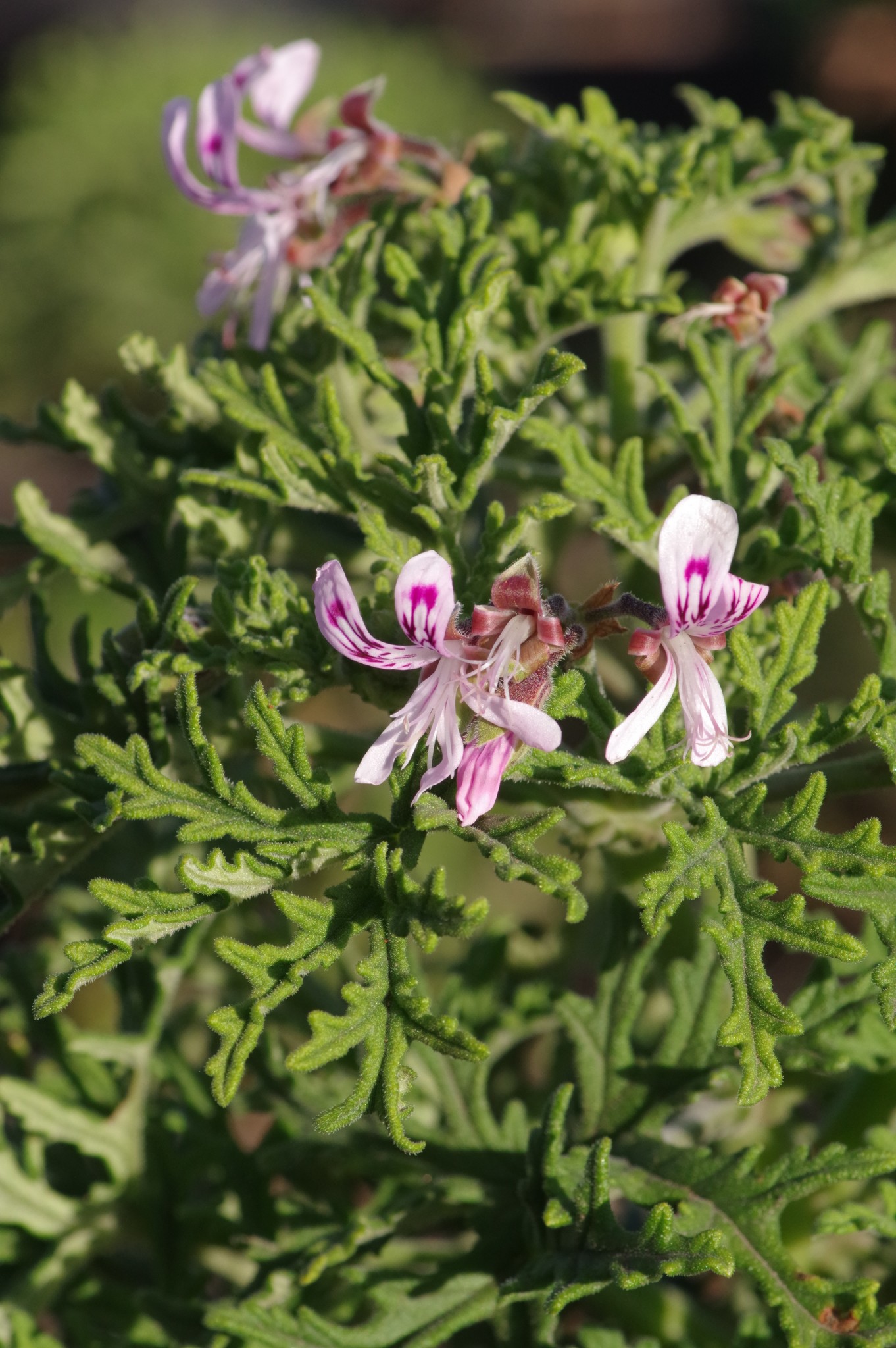 Pelargonium radens