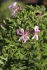 Rasp-leaf Pelargonium - Photo (c) Craig Peter, some rights reserved (CC BY-NC), uploaded by Craig Peter