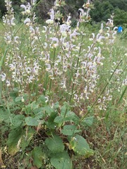 Salvia sclarea