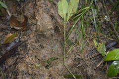 Tapirus terrestris