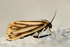 Setina aurita