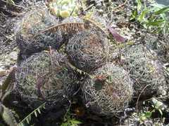 Coryphantha pseudoradians