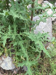 Echinops sphaerocephalus