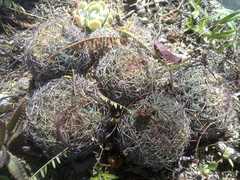 Coryphantha pseudoradians