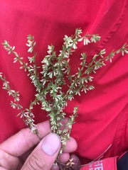 Callipeltis cucullaris