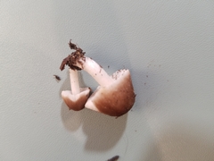 Leucoinocybe lenta
