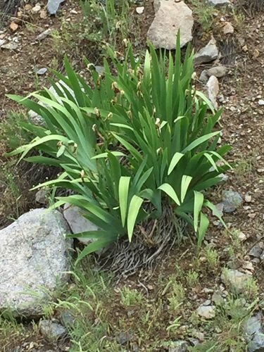 Iris imbricata, photograph 5