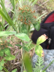 Trifolium hirtum