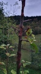 Neonectria ditissima