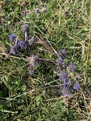 Eryngium caeruleum