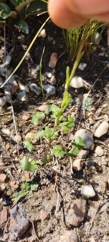 Image of Senecio hastifolius by (c) kevin koen, some rights reserved (CC BY-SA)