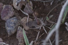 Holothrix burchellii