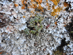 Graptopetalum pachyphyllum