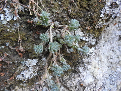 Graptopetalum pachyphyllum
