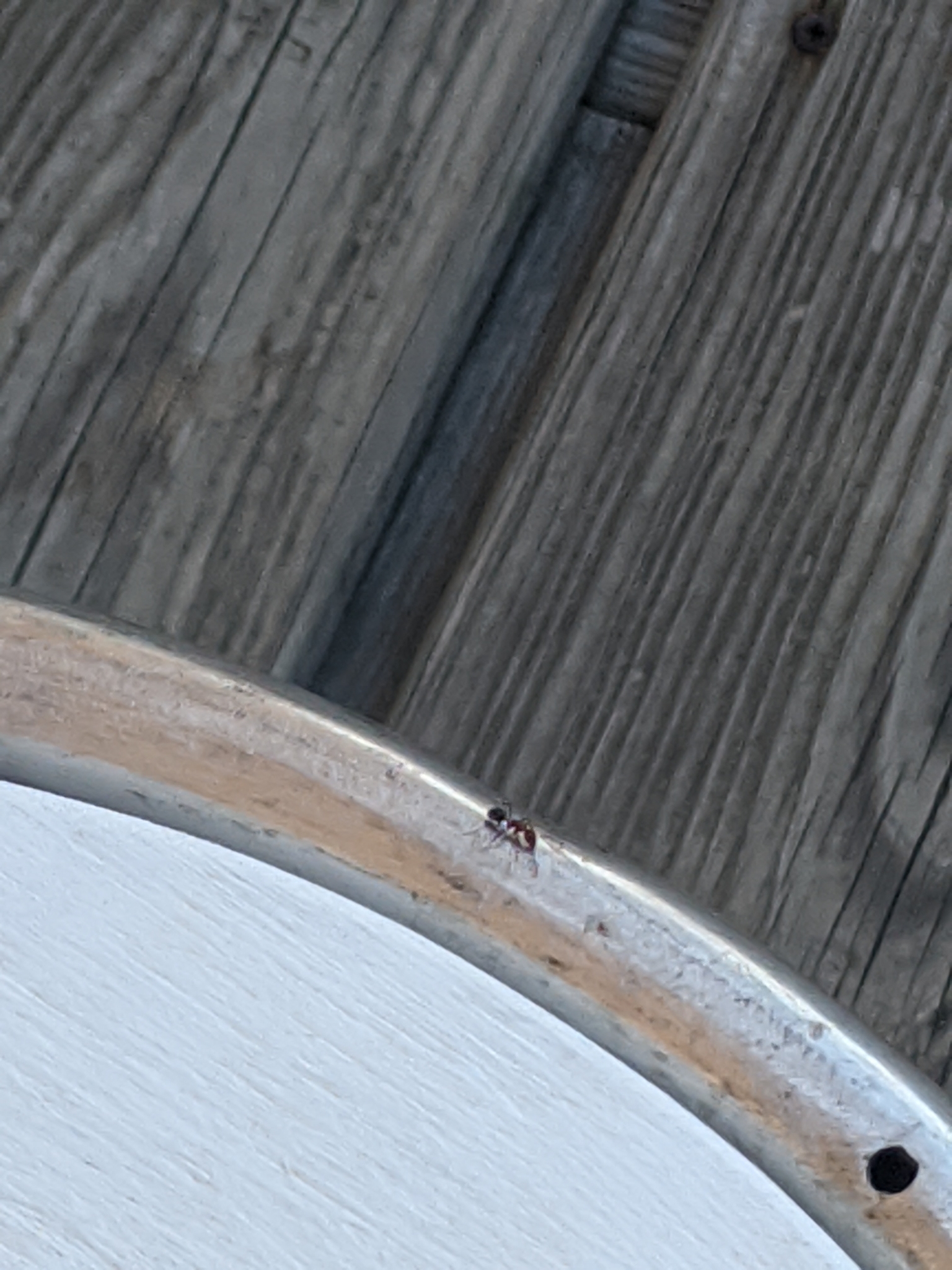 Camponotus planatus