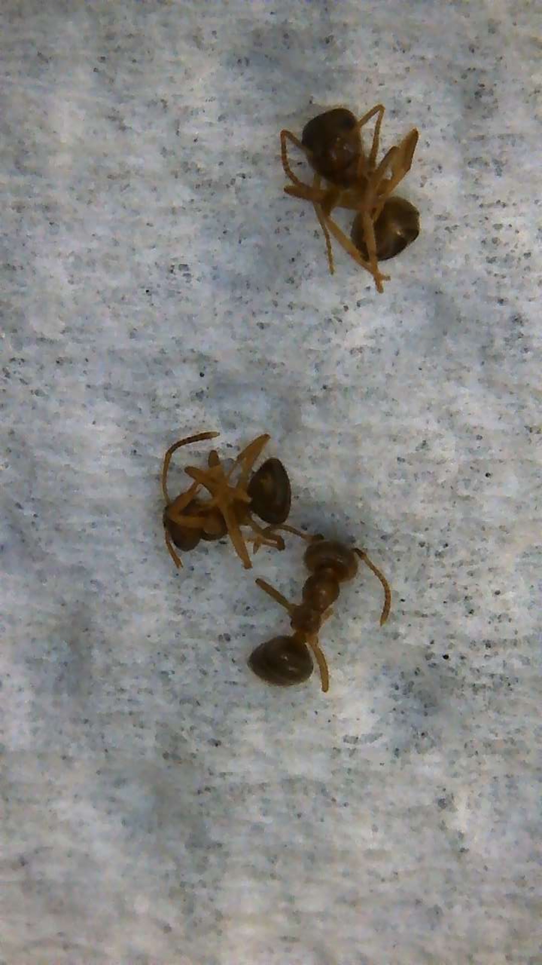 Prenolepis imparis