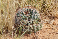 Mammillaria barbata