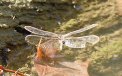 Boyeria vinosa