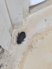 Pycnoscelus surinamensis