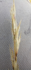 Geochloa decora