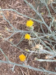 Centaurea salonitana