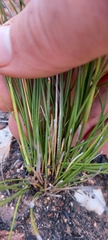 Geochloa decora