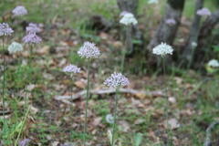 Allium decipiens quercetorum