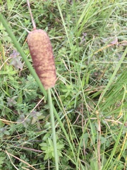 Typha minima