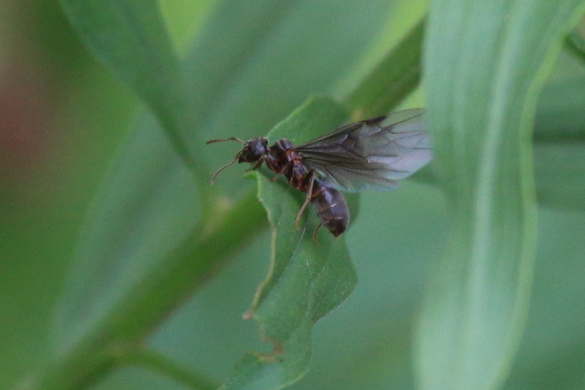 Lasius aphidicola