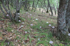 Allium decipiens quercetorum