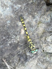 Cordulegaster insignis