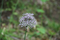 Allium decipiens quercetorum