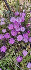 Drosanthemum striatum