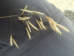 Bromus squarrosus