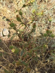Cousinia chlorocephala