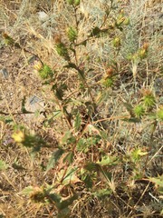 Cousinia chlorocephala