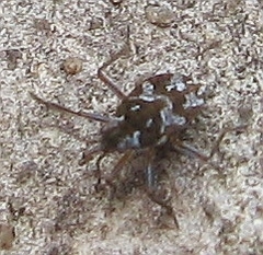 Microvelia americana
