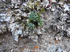 Graptopetalum pachyphyllum