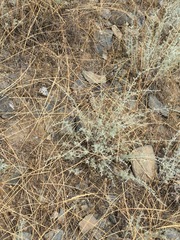 Palpares libelluloides