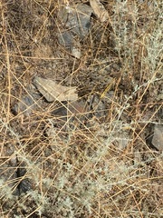 Palpares libelluloides