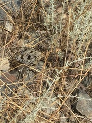 Palpares libelluloides