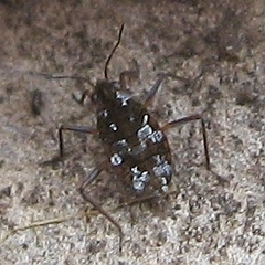 Microvelia americana