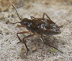 Microvelia americana