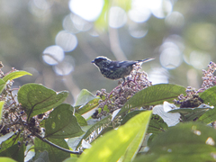 Tangara nigroviridis