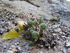 Graptopetalum pachyphyllum