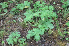 Ranunculus constantinopolitanus