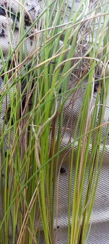 Image of Tetraria capillacea by (c) kevin koen, some rights reserved (CC BY-SA)